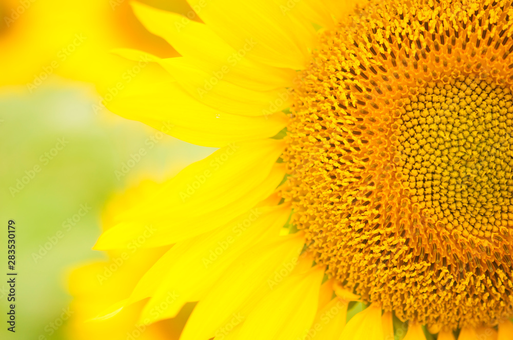 Yellow sunflowers. Field of sunflowers, rural landscape. Yellow sunflowers. Field of sunflowers, rural landscape.