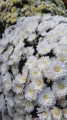 Bright autumn background of blooming chrysanthemums © Denis Darcraft