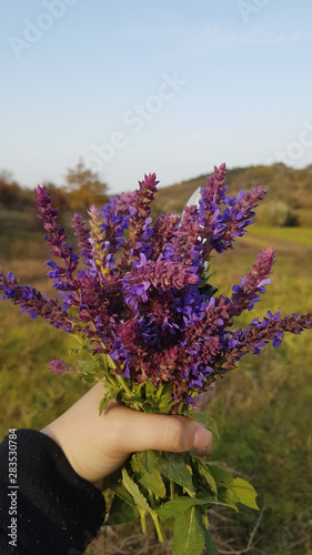 Fototapeta Naklejka Na Ścianę i Meble -  lavender flowers in hand