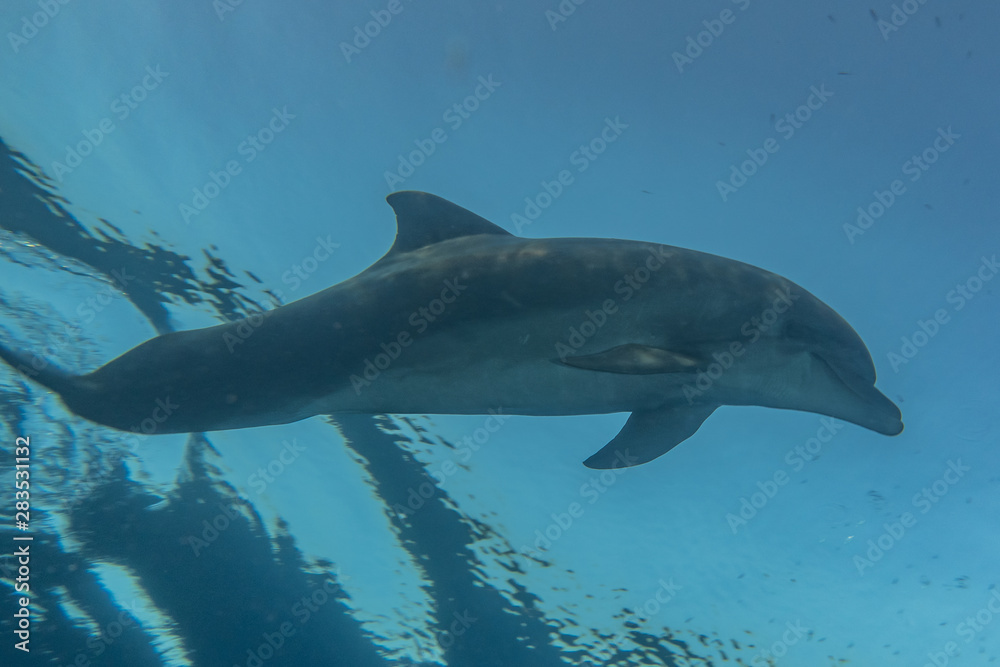 Fototapeta premium Dolphin swimming with divers in the Red Sea, Eilat Israel