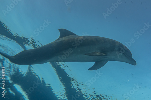 Dolphin swimming with divers in the Red Sea  Eilat Israel