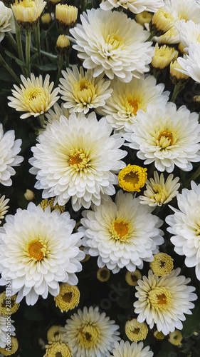 Bright autumn background of blooming chrysanthemums