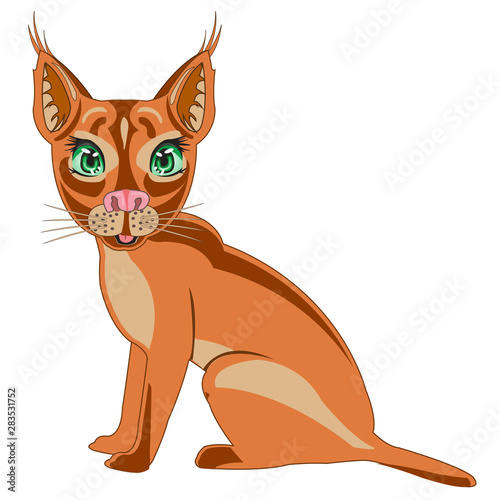 Steepe trot caracal on white background is insulated