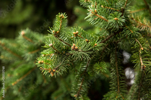 Close up view of a pine branch