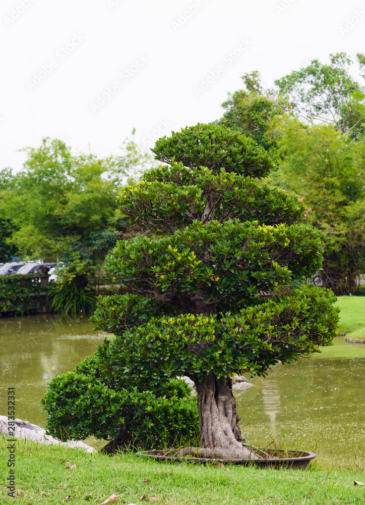 tree arrangement in the garden,Landscaping in the garden area tree arrangement in the garden,Landscaping in the garden area