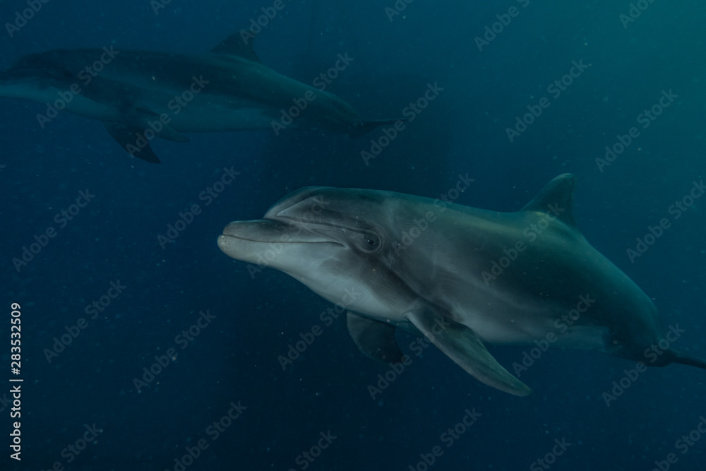 Dolphin swimming with divers in the Red Sea, Eilat Israel Dolphin swimming with divers in the Red Sea, Eilat Israel
