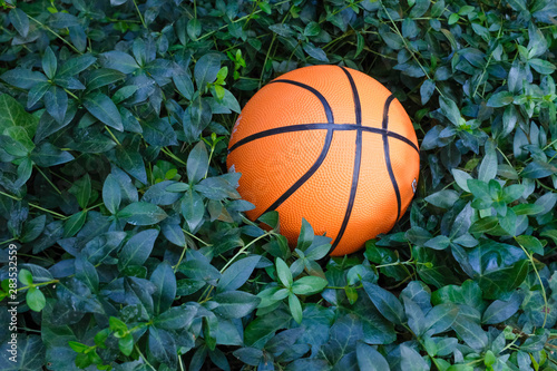 A basketball ball laying between green plants