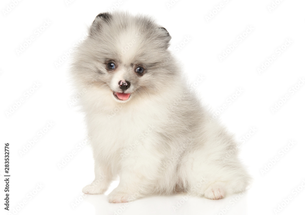 Marble color Pomeranian Spitz puppy sits on a white background Marble color Pomeranian Spitz puppy sits on a white background