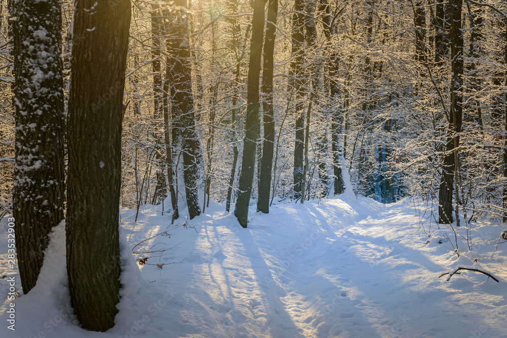 The snowy forest in sunlight. Beautiful forest trails.