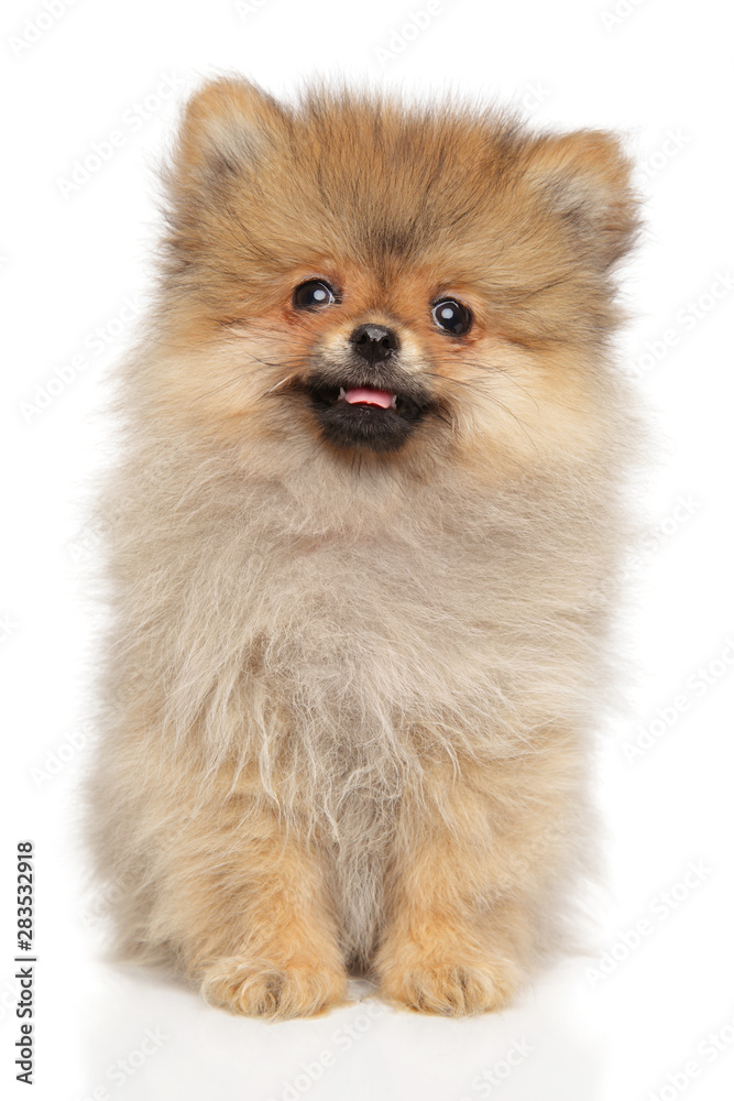 Cute Pomeranian Spitz puppy on white background