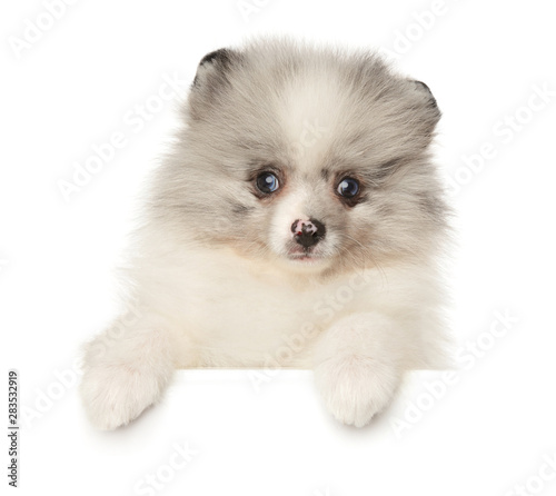 Pomeranian Spitz puppy marble color above white banner