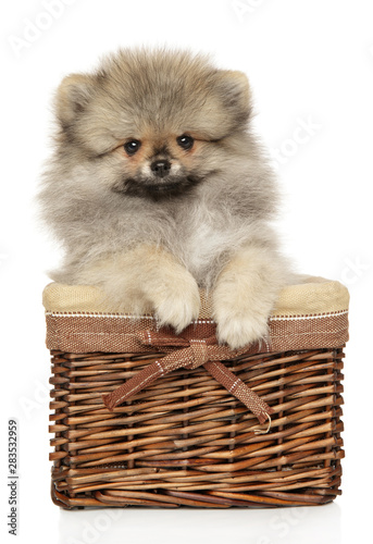 Pomeranian Spitz in basket