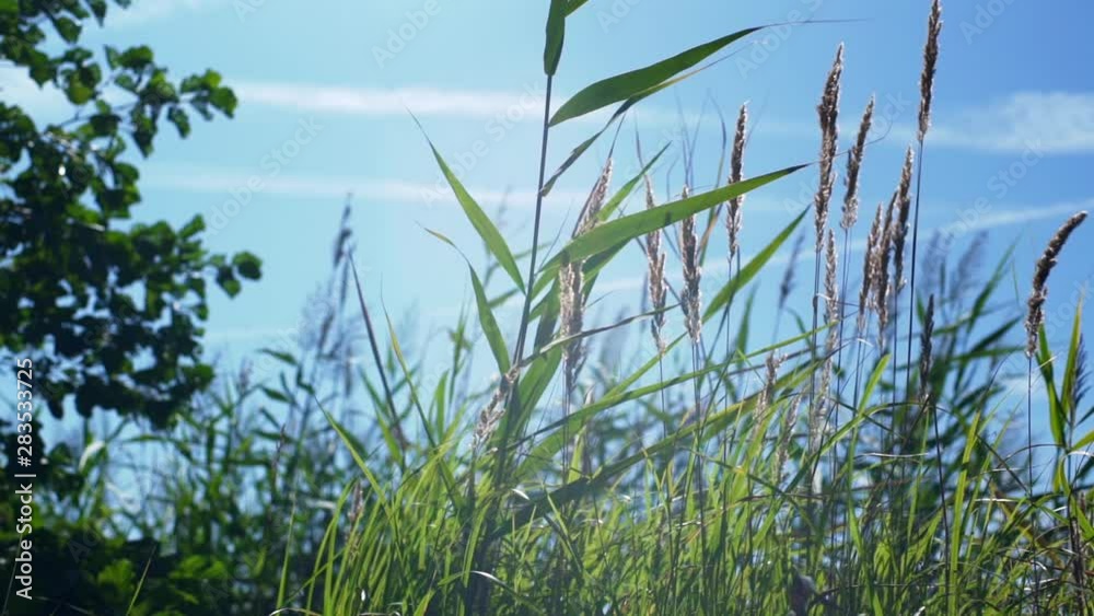 Grass and reed sway in the wind against a blue sky. Smooth camera movement. Grass and reed sway in the wind against a blue sky. Smooth camera movement.