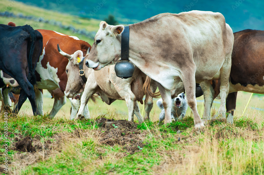 Group of cows on the Bergamo Alps in Italy and the shepherd dog