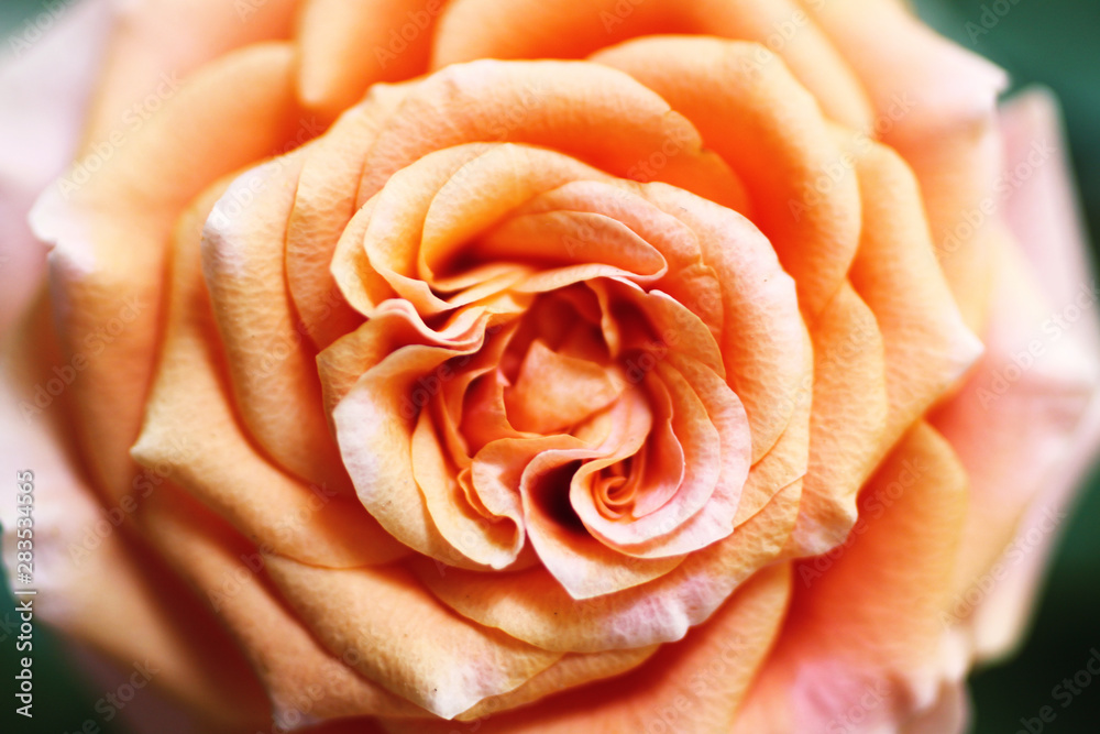 Obraz premium Tornado Flower