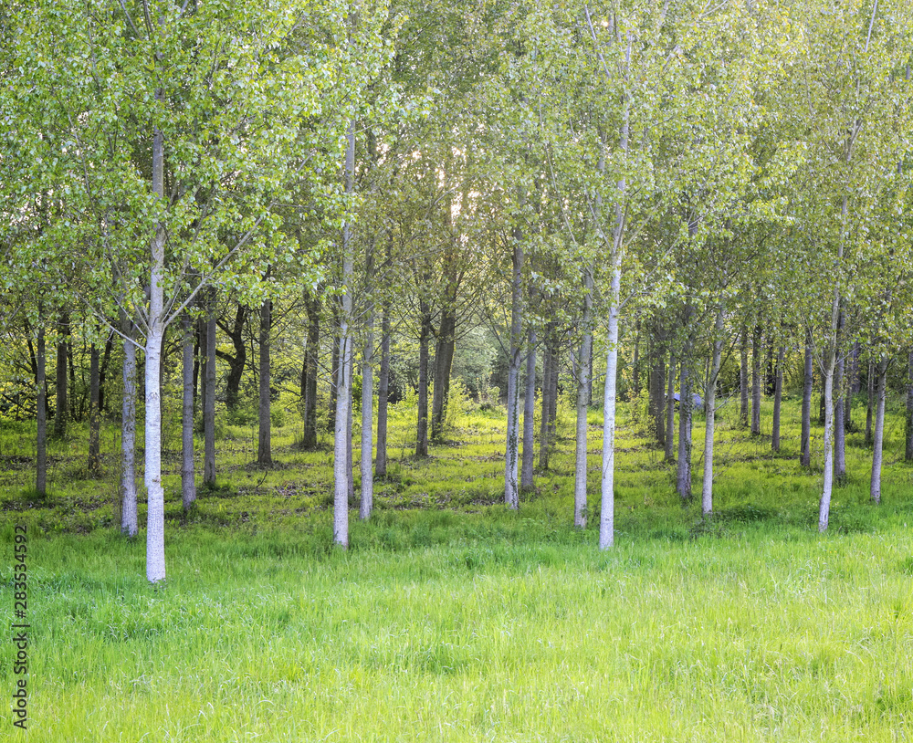 Obraz premium Culture d'arbre