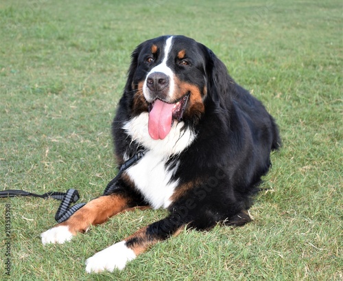Bernese Mountain Dog relaxing in the park