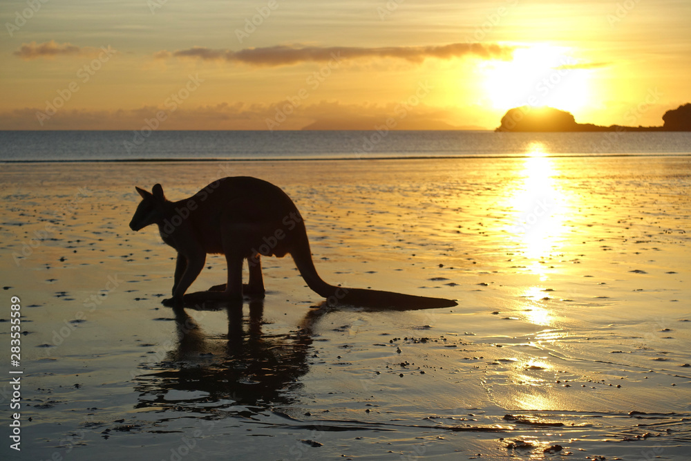 Wallaby beim Sonnenaufgang in Australien Wallaby beim Sonnenaufgang in Australien