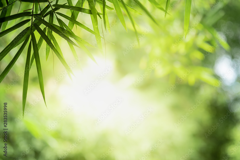 Fototapeta Closeup beautiful view of nature green leaves on blurred greenery tree background with sunlight in public garden park. It is landscape ecology and copy space for wallpaper and backdrop.