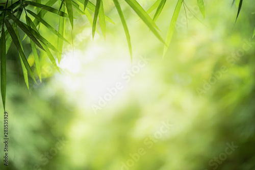 Fototapeta Naklejka Na Ścianę i Meble -  Closeup beautiful view of nature green leaves on blurred greenery tree background with sunlight in public garden park. It is landscape ecology and copy space for wallpaper and backdrop.