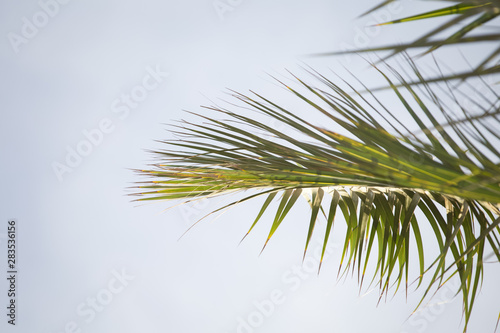 Palm tree leaves summer tropical background
