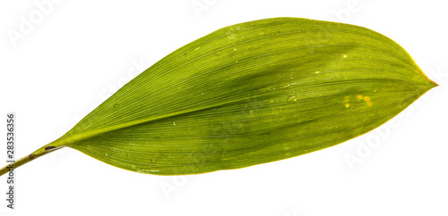 flower leaves lily of the valley without inflorescences isolate