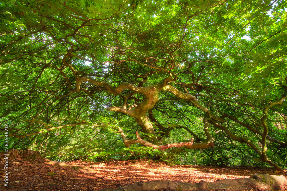 Warm golden light on rare dwarf tree in the forest near Reims, France Warm golden light on rare dwarf tree in the forest near Reims, France