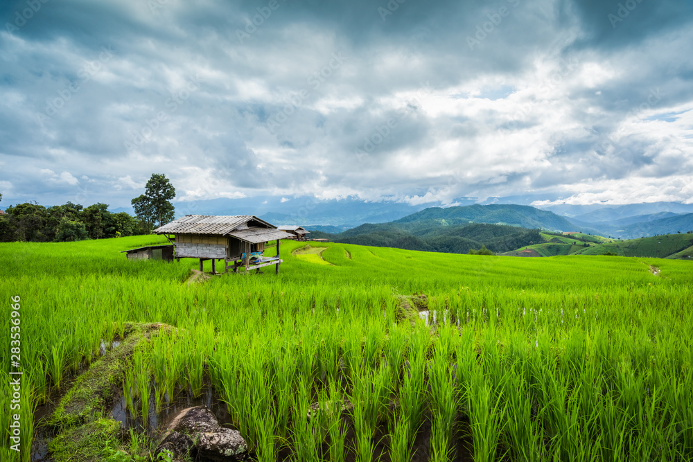 Paddy Rice Field Plantation Landscape with Mountain View Background Paddy Rice Field Plantation Landscape with Mountain View Background