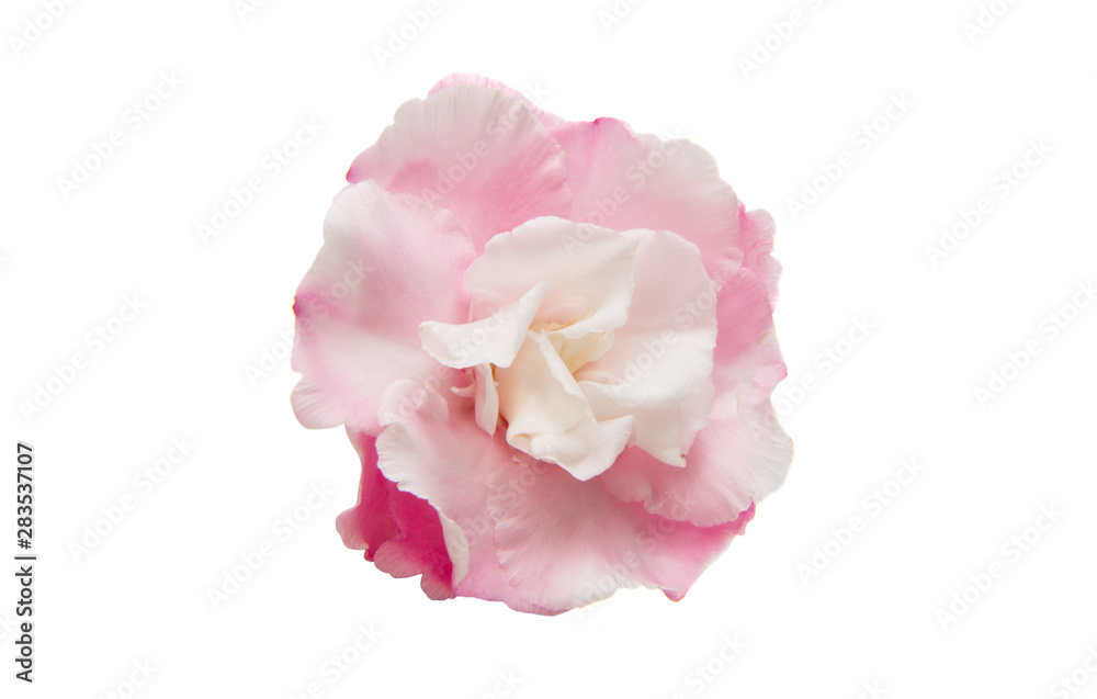 oleander flower isolated