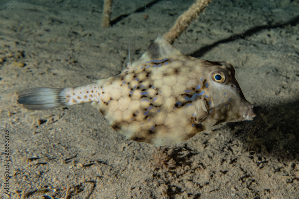 Obraz premium Fish swim in the Red Sea, colorful fish, Eilat Israel