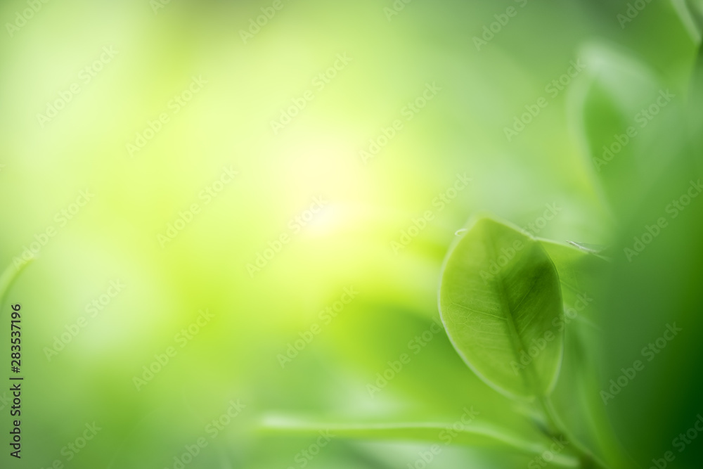 Closeup beautiful view of nature green leaves on blurred greenery tree background with sunlight in public garden park. It is landscape ecology and copy space for wallpaper and backdrop. Closeup beautiful view of nature green leaves on blurred greenery tree background with sunlight in public garden park. It is landscape ecology and copy space for wallpaper and backdrop.