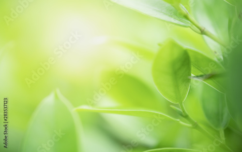 Closeup beautiful view of nature green leaves on blurred greenery tree background with sunlight in public garden park. It is landscape ecology and copy space for wallpaper and backdrop.