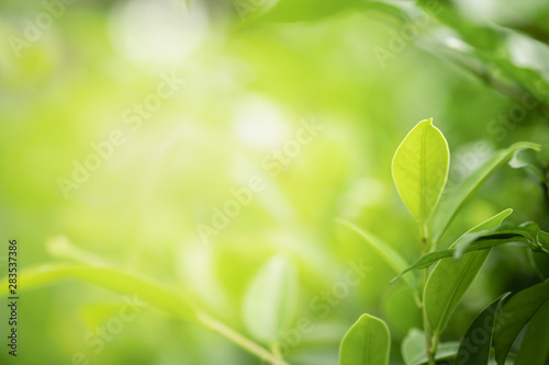 Closeup beautiful view of nature green leaves on blurred greenery tree background with sunlight in public garden park. It is landscape ecology and copy space for wallpaper and backdrop.