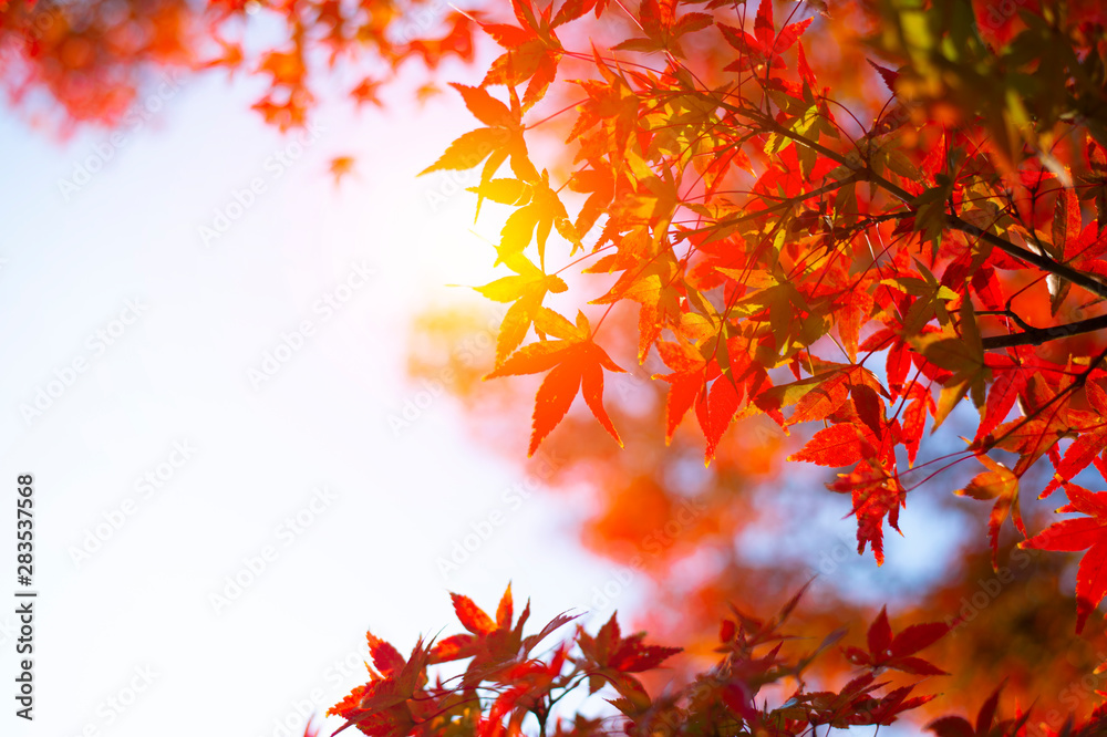 Autumn fall of leaves background dry season in Japan. Autumn fall of leaves background dry season in Japan.