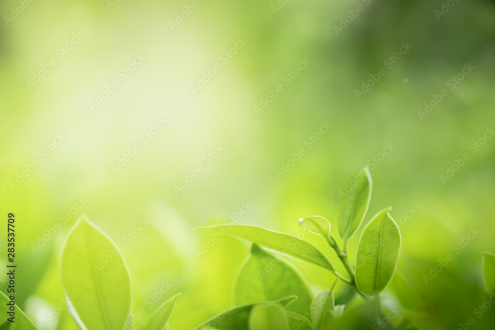 Closeup beautiful view of nature green leaves on blurred greenery tree background with sunlight in public garden park. It is landscape ecology and copy space for wallpaper and backdrop. Closeup beautiful view of nature green leaves on blurred greenery tree background with sunlight in public garden park. It is landscape ecology and copy space for wallpaper and backdrop.