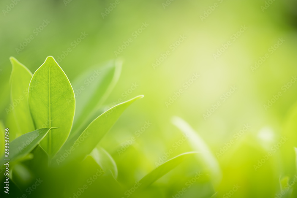 Closeup beautiful view of nature green leaves on blurred greenery tree background with sunlight in public garden park. It is landscape ecology and copy space for wallpaper and backdrop. Closeup beautiful view of nature green leaves on blurred greenery tree background with sunlight in public garden park. It is landscape ecology and copy space for wallpaper and backdrop.