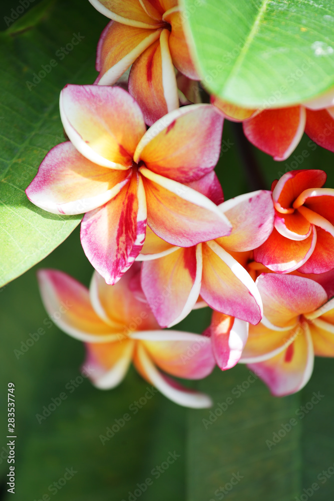 close up of beautiful plumeria flower background close up of beautiful plumeria flower background