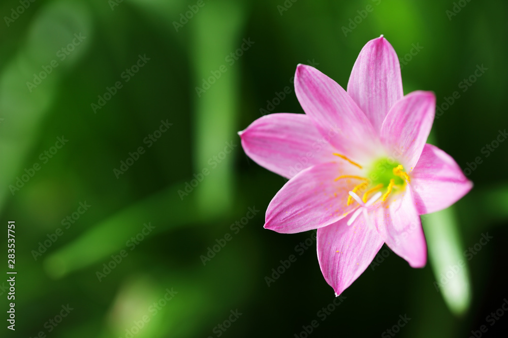 close up of beautiful pink rain lily flower close up of beautiful pink rain lily flower