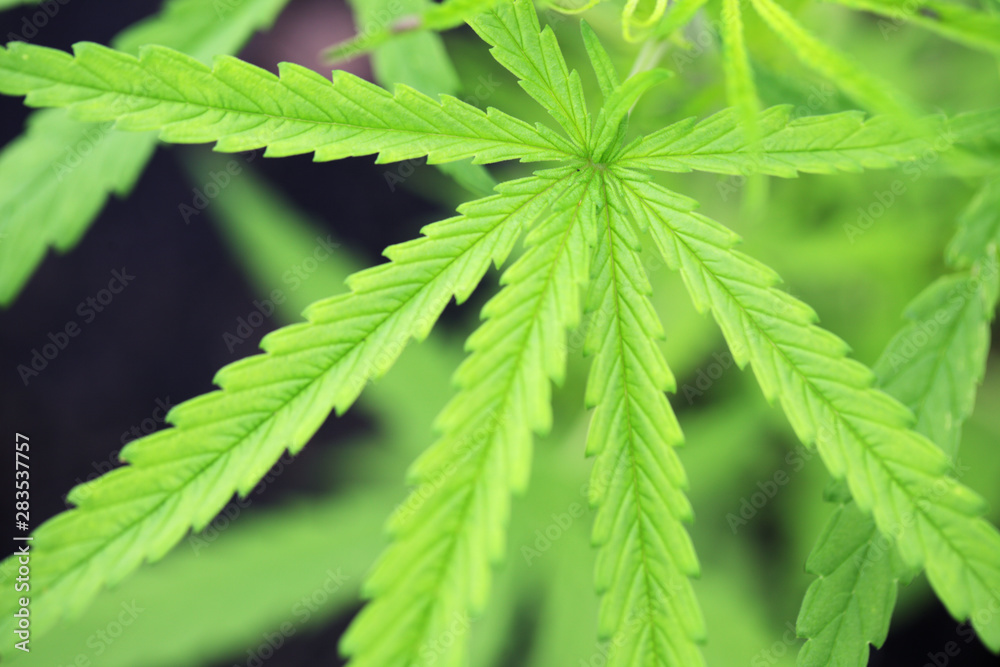 close up of green cannabis leaf background