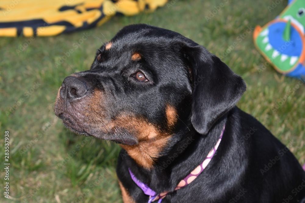 A 6 month old Rottweiler puppy relaxing in the park A 6 month old Rottweiler puppy relaxing in the park