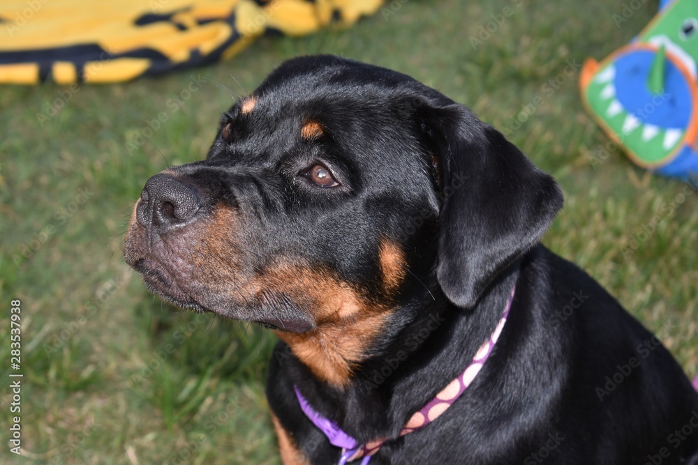 A 6 month old Rottweiler puppy relaxing in the park