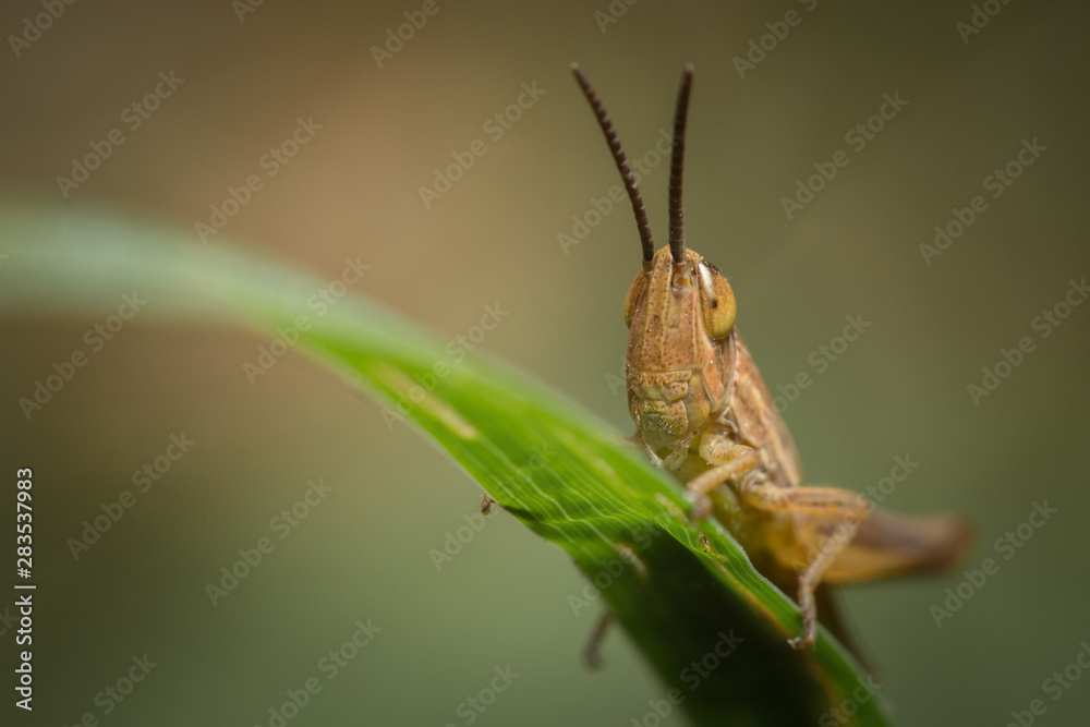 Fototapeta premium Criquet sur un brin d'herbe