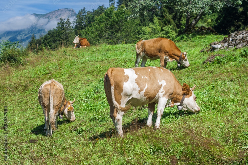 Beautiful swiss cows. Alpine meadows. Mountains