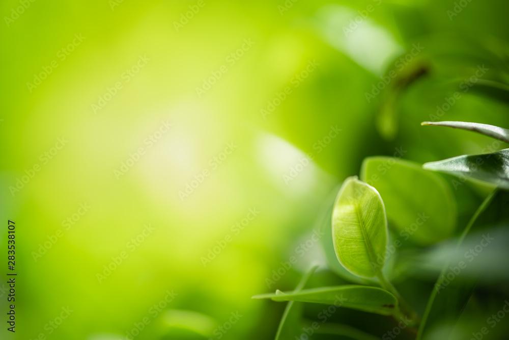 Closeup beautiful view of nature green leaves on blurred greenery tree background with sunlight in public garden park. It is landscape ecology and copy space for wallpaper and backdrop. Closeup beautiful view of nature green leaves on blurred greenery tree background with sunlight in public garden park. It is landscape ecology and copy space for wallpaper and backdrop.