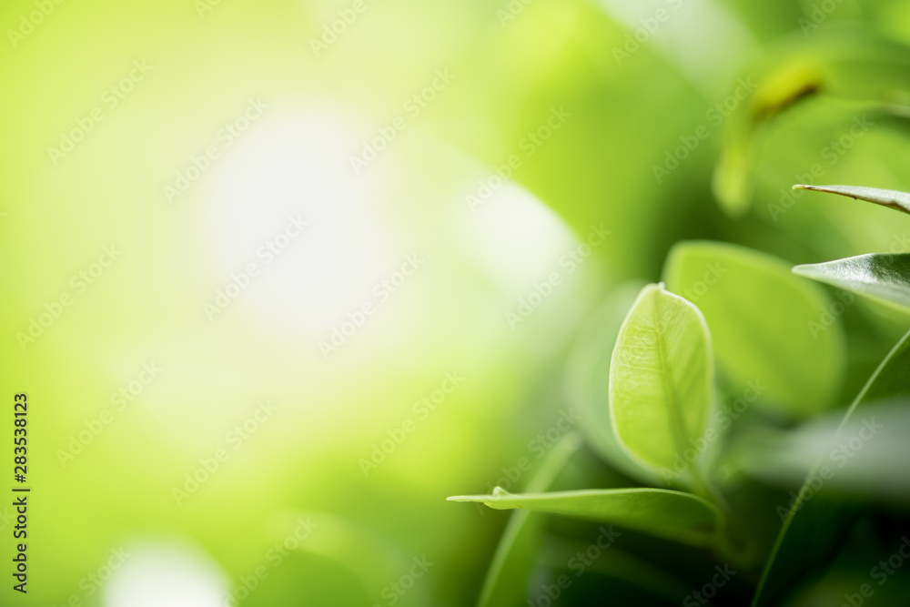 Closeup beautiful view of nature green leaves on blurred greenery tree background with sunlight in public garden park. It is landscape ecology and copy space for wallpaper and backdrop. Closeup beautiful view of nature green leaves on blurred greenery tree background with sunlight in public garden park. It is landscape ecology and copy space for wallpaper and backdrop.