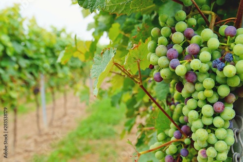 Wallpaper Mural immature green and red grapes with leaves on the vine in the vineyard. background of Healthy fruits, colored wine grapes. still not ready to harvest and eat. Grape field in rhineland palatinate. Torontodigital.ca