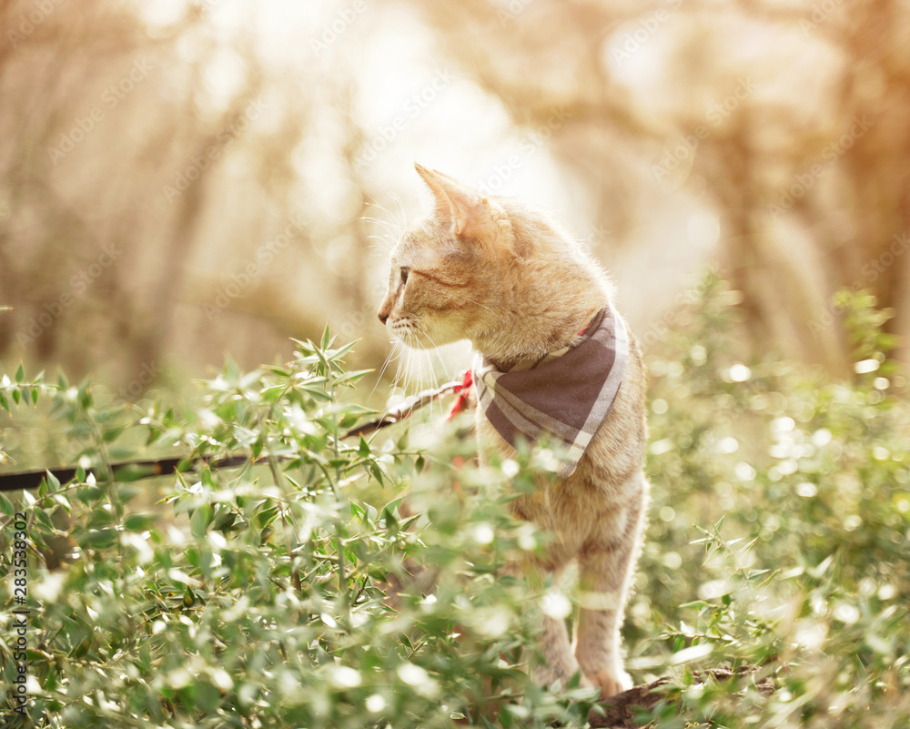 Domestic cat walking in the forest outdoor. Domestic cat walking in the forest outdoor.