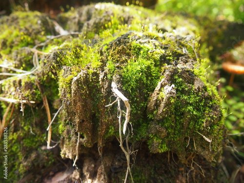 moss in the forest