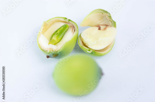 Close up of lotus seeds, one turned to the side in which the seedlings are sprouting small seeds inside.