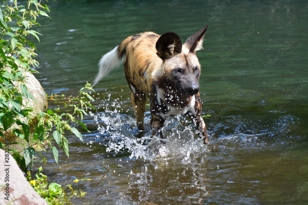 an african wild dog chases a prey
